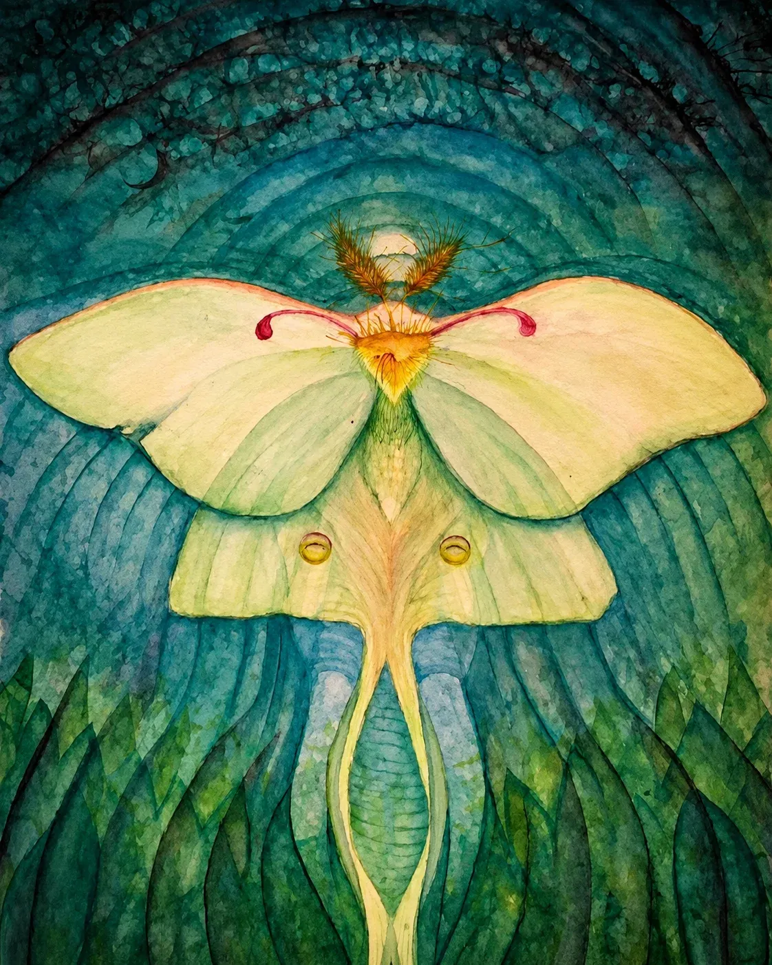 The Luna Moth sees her reflection