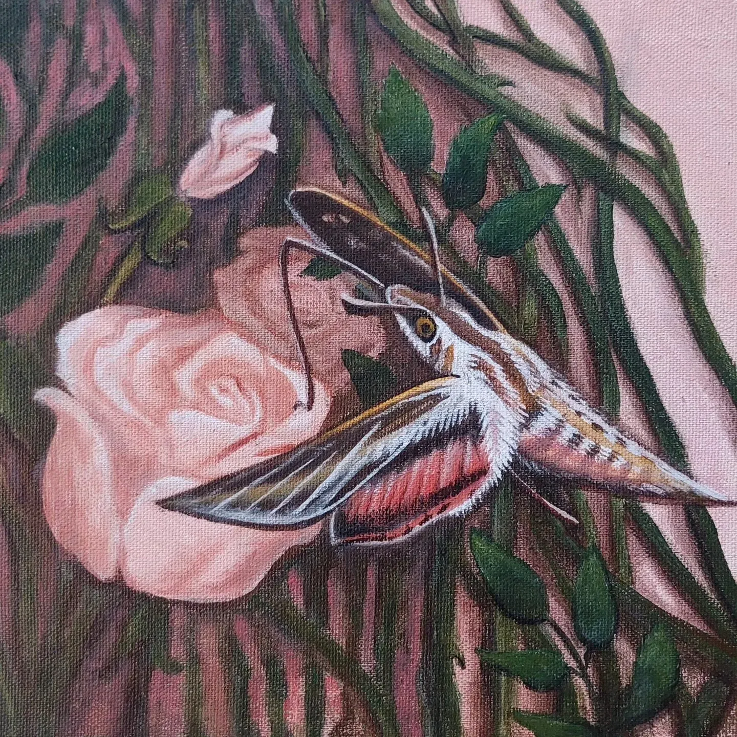 This is a Sphynx Moth on a rose